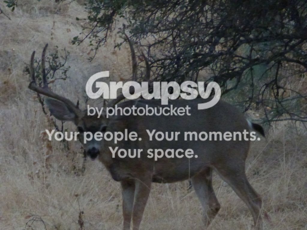 buckJo2007.jpg