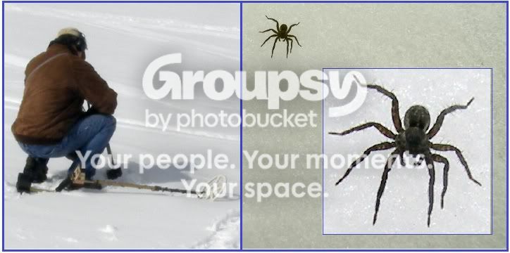 spider.jpg