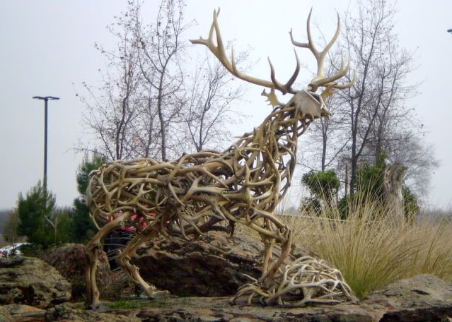 antlerelk2202x1572.jpg