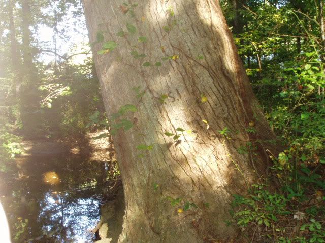 symboltree10.jpg
