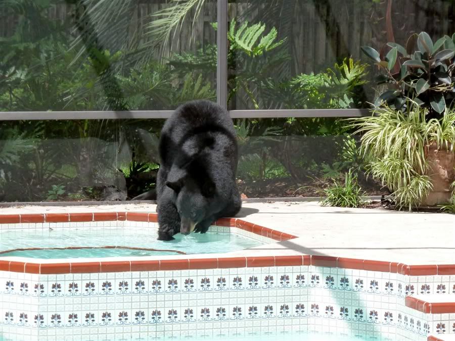 pb-110608-hot-tub-Bear-eg-03photoblog900.jpg