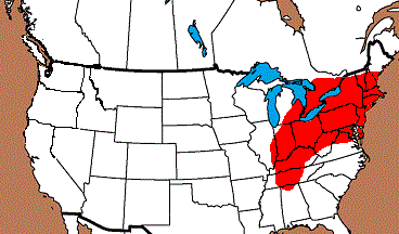 Brewerton%20Eared%20Triangle.GIF