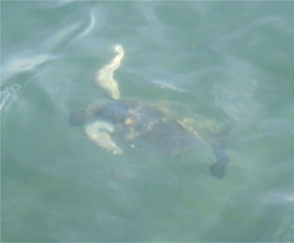 JuvieSeaTurtlesatJettyPark012.jpg