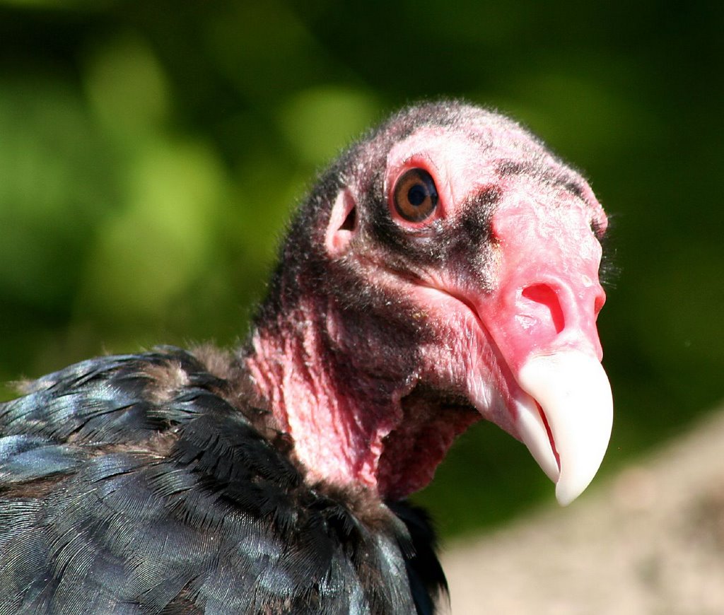 Turkey%20Vulture.jpg