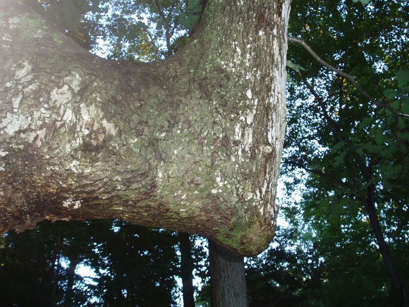treasuretree8a.jpg