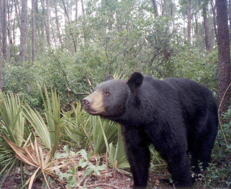 A_Florida_Black_Bear.jpg