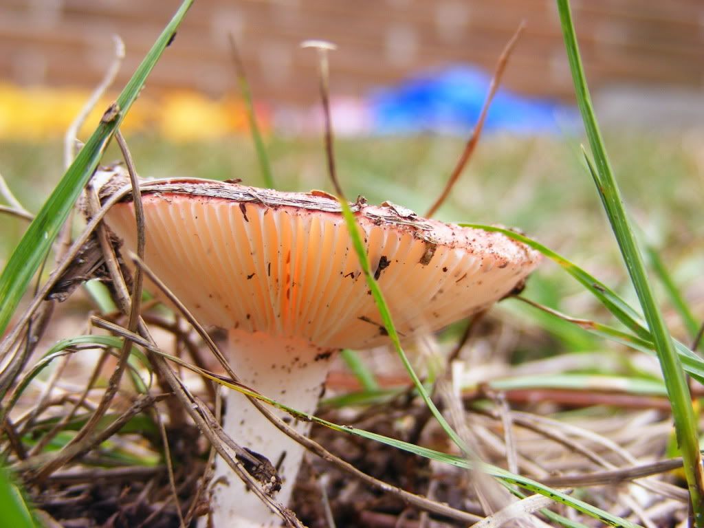 DSCF1353.jpg