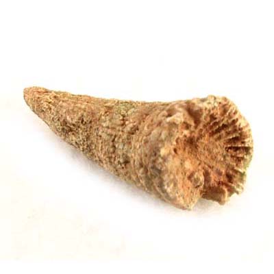 horn-coral-ky.jpg