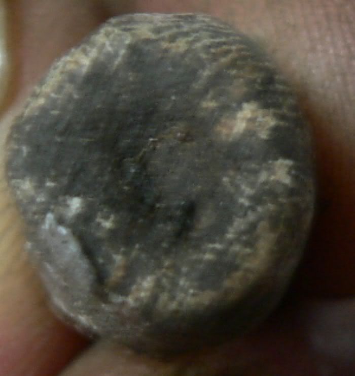 Bulletback8_16_09.jpg