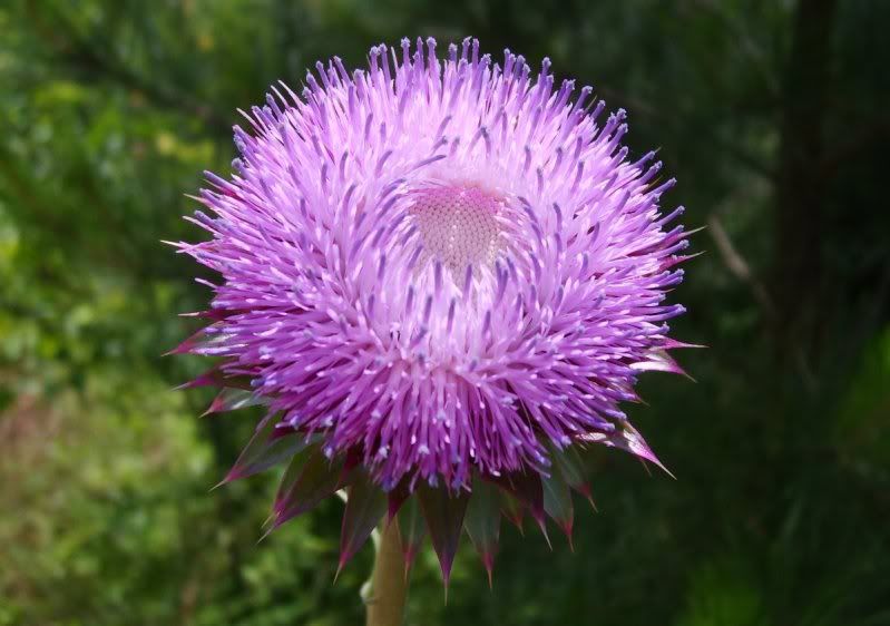 thistle.jpg