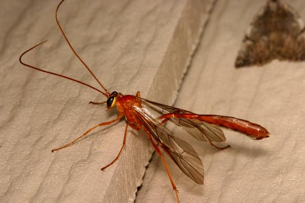 Brown.male_.ichneumon.side_.jpg