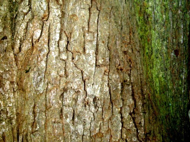 symboltree2a.jpg