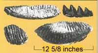 teeth200.jpg