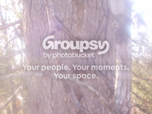 trees003.jpg