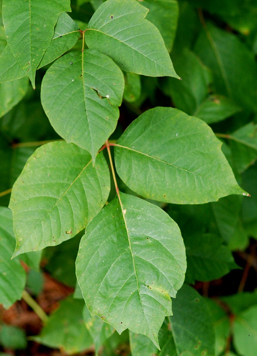 poison_ivy01.JPG