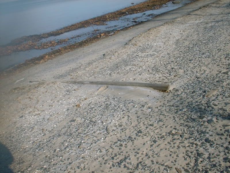 11-29-10beachfinds2.jpg