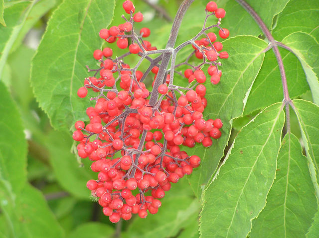 JH_00064.JPG