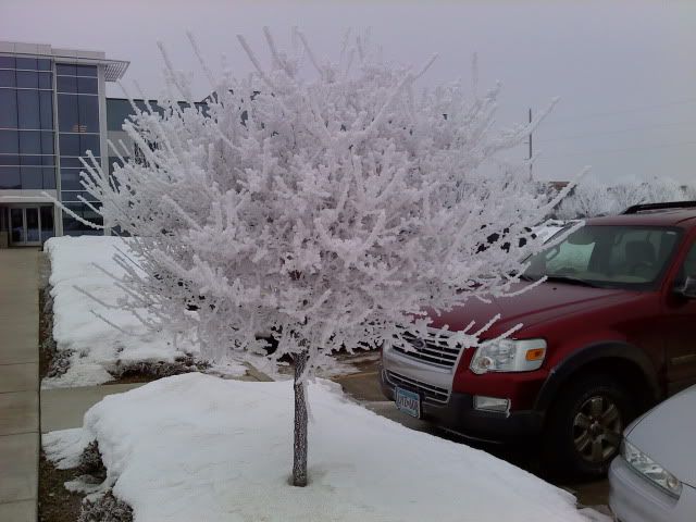 Frostytree.jpg