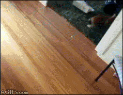 tumblr_mw44r06Ef81shf8zxo1_400.gif