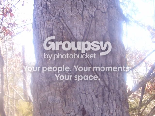 trees001.jpg