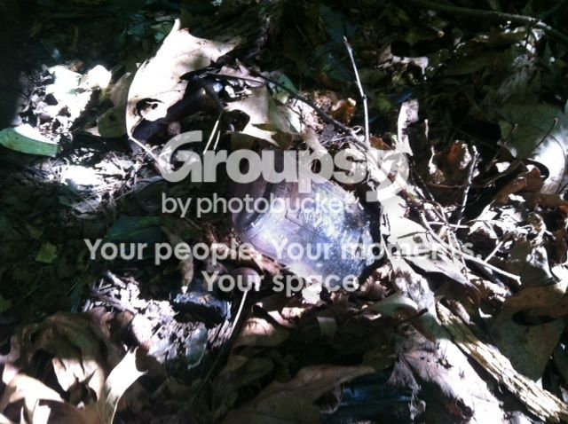 image_zpsa5896e6f-1.jpg
