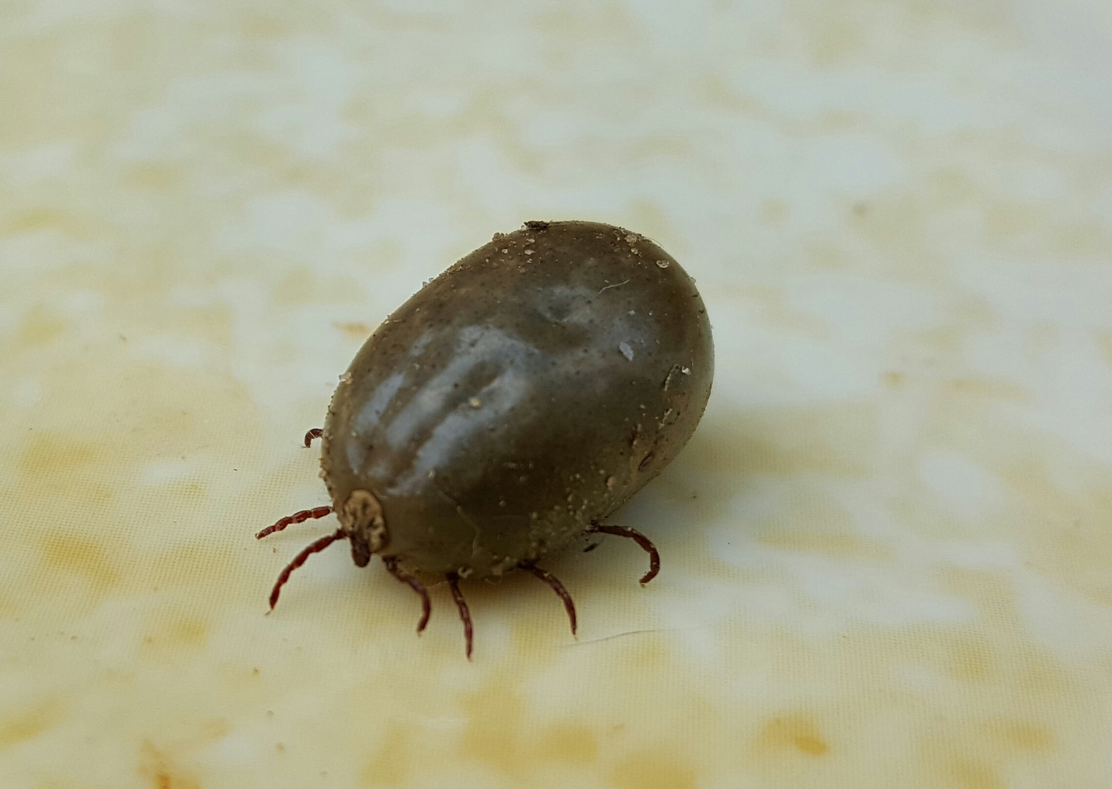 tick.jpg