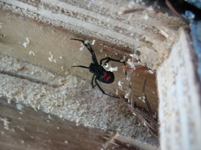 spiderONOEZ.jpg