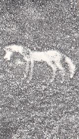 horse5.jpg