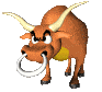 steer.gif