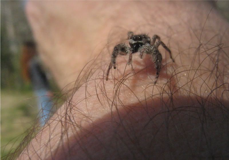 liljumper2.jpg