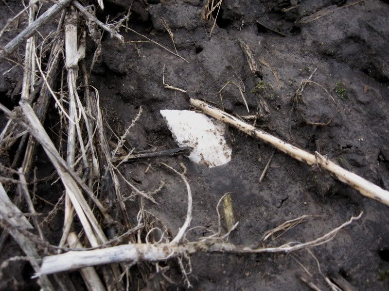 02-27-2009fieldhunt006.jpg