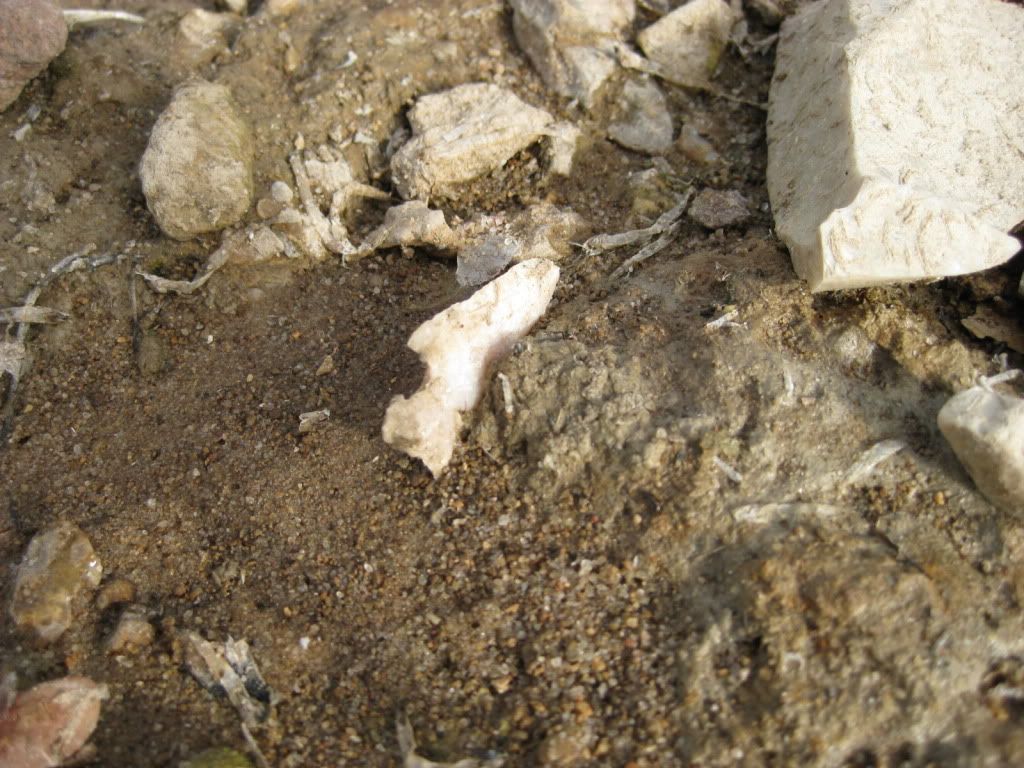 IMG_2746.jpg