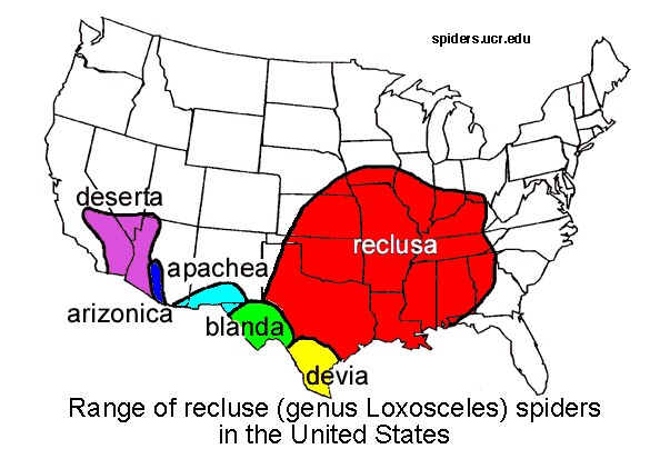 reclusa.gif