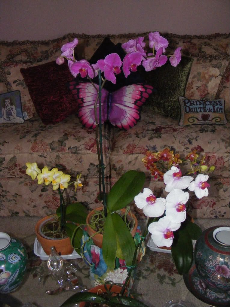 DSCF2459-2.jpg
