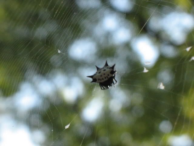 evilspider.jpg