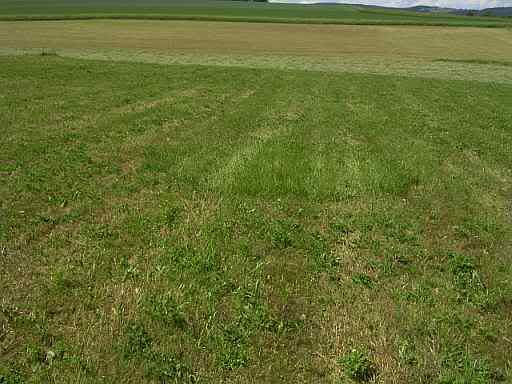 1Jun08fieldcircl.jpg