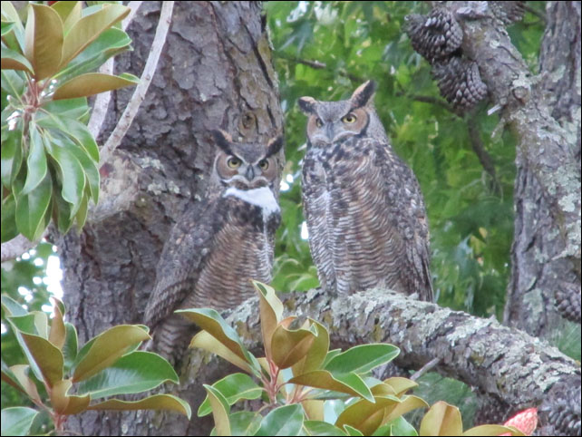 post_localowls_pair.jpg