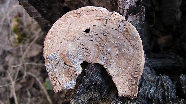 TxW75.jpg
