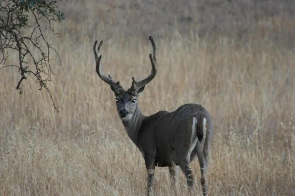 stag2.jpg