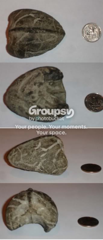 fossil01.jpg