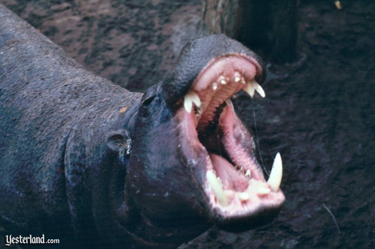 cypress_hippo1983ww.jpg