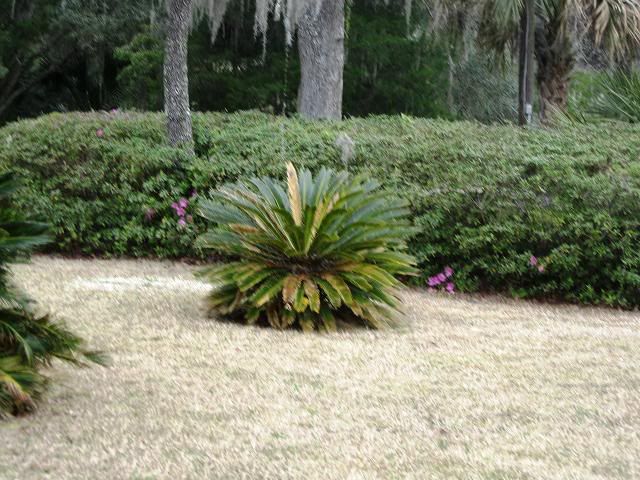 2010-03-14g-sagoazaleas.jpg