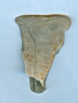 Shell0617082.jpg