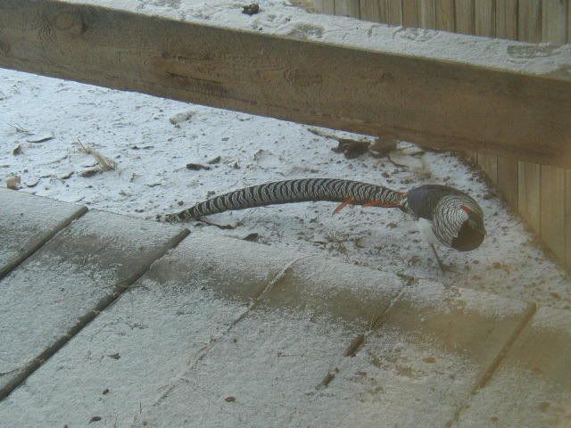 AmhearstPheasant3.jpg