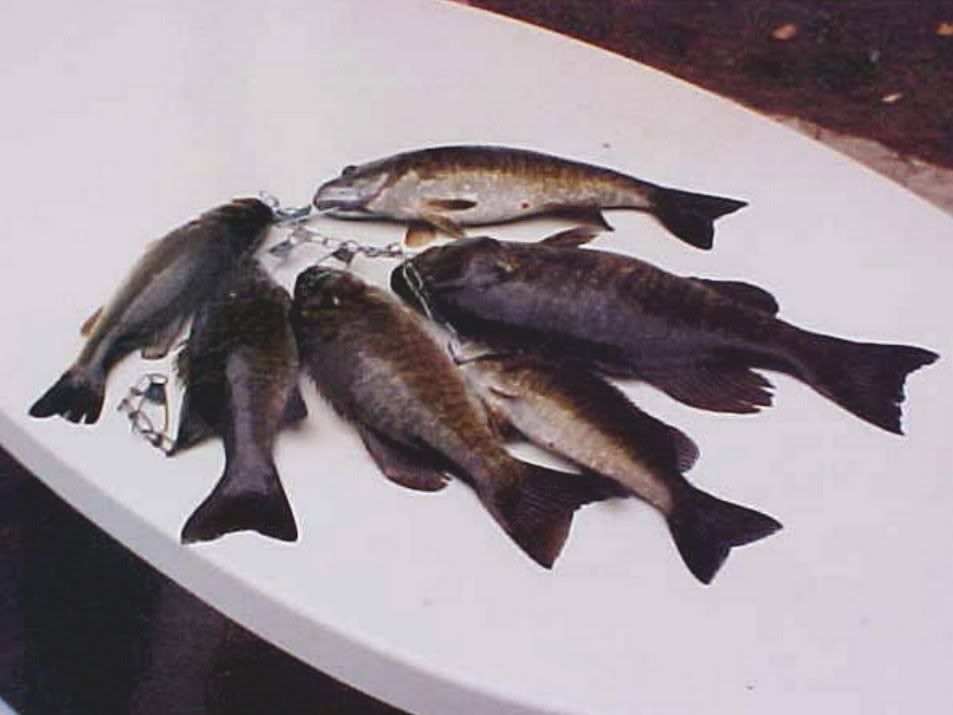 fishcatch2b.jpg
