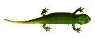 lizard.gif