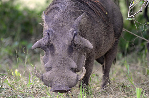 warthog-close-up-cooke-590x390.jpg