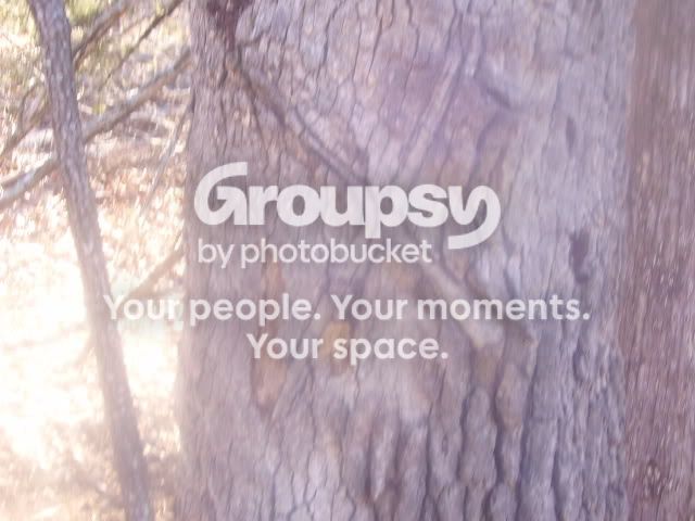 trees002.jpg
