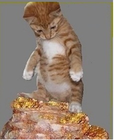 cat.jpg