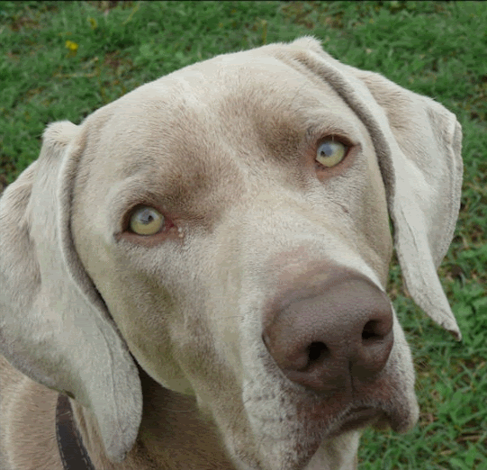 bowwow2.gif